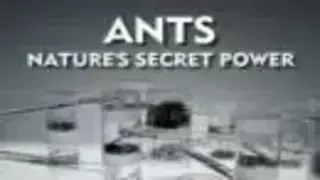 Hormigas: El poder secreto de la naturaleza Documental